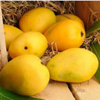 SAROLI