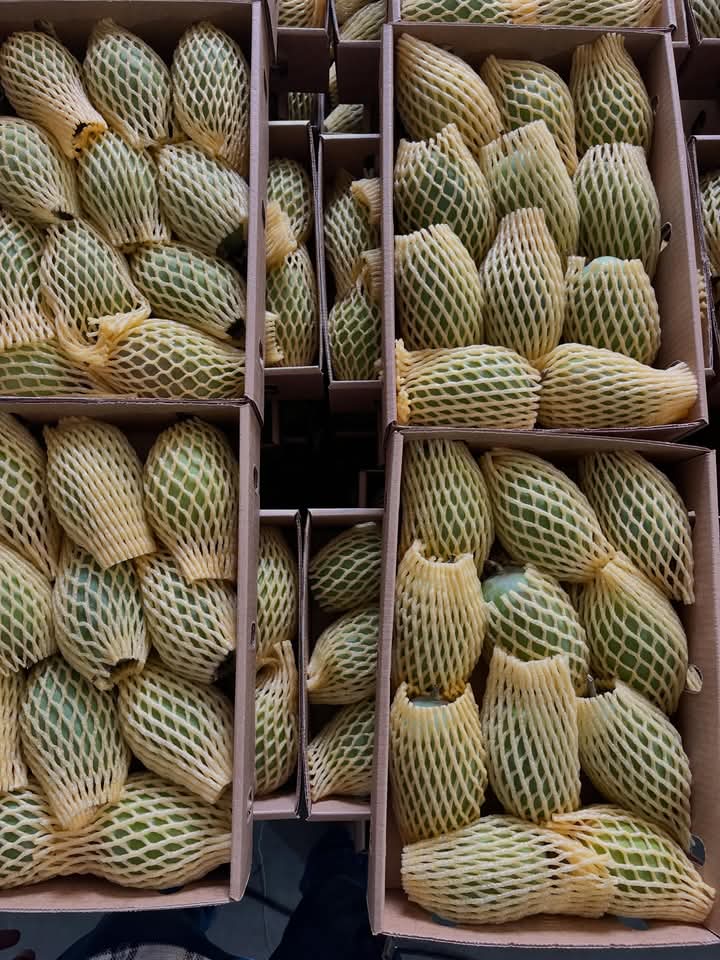 White Chaunsa Export Grade (Free Home Delivery)