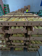 White Chaunsa Export Grade (Free Home Delivery)